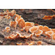 Diagnostic Mérule (champignon lignivore)