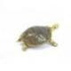 Tortue de terre en laiton - Statuette miniature 6cm