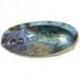 Coquille d'Ormeau Arc-en-Ciel / Abalone naturelle 12-14cm