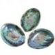 Coquille d'Ormeau Arc-en-Ciel / Abalone naturelle 12-14cm