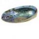 Coquille d'Ormeau Arc-en-Ciel / Abalone naturelle 12-14cm