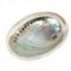 Coquille d'Ormeau / Abalone naturelle 10-12cm