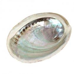 Coquille d'Ormeau / Abalone naturelle 10-12cm