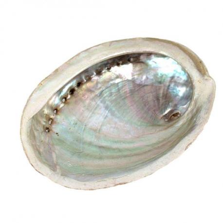 Coquille d'Ormeau / Abalone naturelle 10-12cm