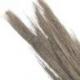 Bouquet d'Herbes Séchées 100cm - Coloris Beige