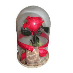 Rose rouge sur tige sous cloche.