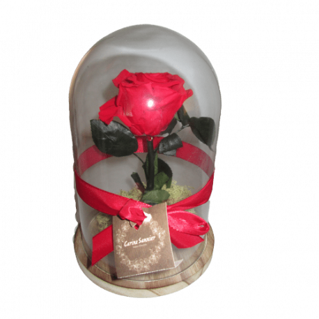 Rose rouge sur tige sous cloche.