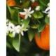 Fleur d'Oranger - Diffuseur de Parfum à tiges de rotin Goa - Goatier Esprit 200ml