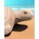 Sculpture Tortue de mer XL 80cm en bois brut