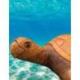 Sculpture Tortue de mer XL 80cm en bois ciré