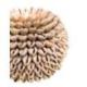Bougeoir Bohème en Coquillages Cauris ⌀13cm
