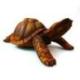 Statue Tortue de terre XL 40cm. Sculpture sur bois artisanale.
