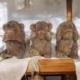 Les 3 singes de la sagesse 15cm - Statues en Bois Massif Naturel