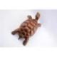 Statuette Tortue de terre 20cm - bois massif sculpté main
