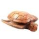 Grande boîte / vide-poche en bois exotique forme Tortue de mer