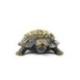Statuette Tortue de Terre en laiton 11cm