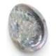 Coquille d’ormeau | Abalone Naturelle 8-9cm
