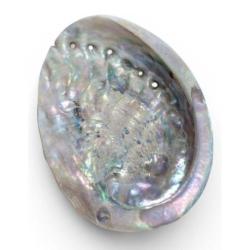 Coquille d’ormeau | Abalone Naturelle 8-9cm