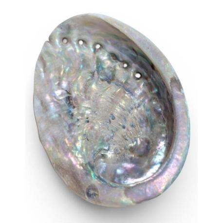 Coquille d’ormeau | Abalone Naturelle 8-9cm