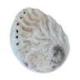 Coquille d’ormeau | Abalone Naturelle 8-9cm